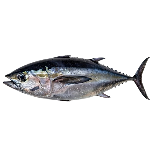 Bluefin Tuna